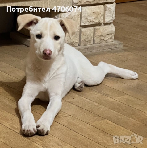 Подарявам женски кученца обезпаразитени, ваксинирани с паспорти, снимка 2 - Други - 53064372