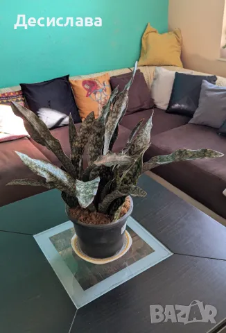Sansevieria (star canyon granite)