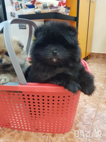 Померан померанчета момче и момиче!, снимка 5 - Померан - 52967692