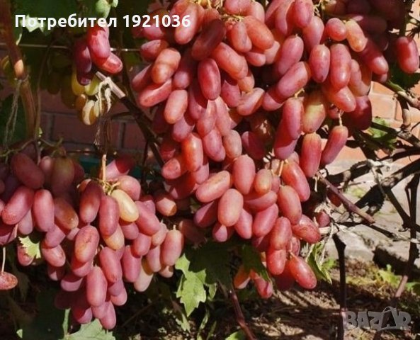 Бутикови сортове грозде в Разсади в гр. Добрич - ID35306623 | Bazar.bg