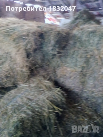 Люцерна. , снимка 2 - За селскостопански - 52914709