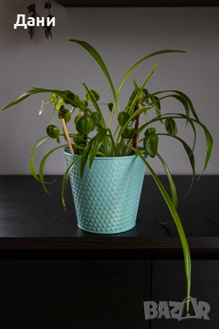 🌿 Китайска паричка (Pilea peperomioides) + Хлорофитум (Chlorophytum comosum) в едно 🌿, снимка 3 - Стайни растения - 52061152
