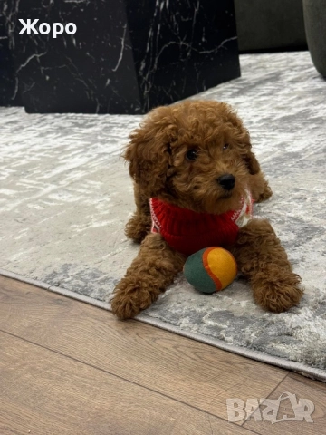 Той пудел-момиче, снимка 3 - Пудели - 52057832