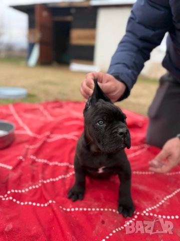 Мъжко Кане корсо, снимка 6 - Кане корсо - 52884652