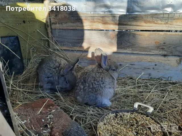 продавам зайци - различни породи и възрасти, снимка 11 - Други животни - 49253579