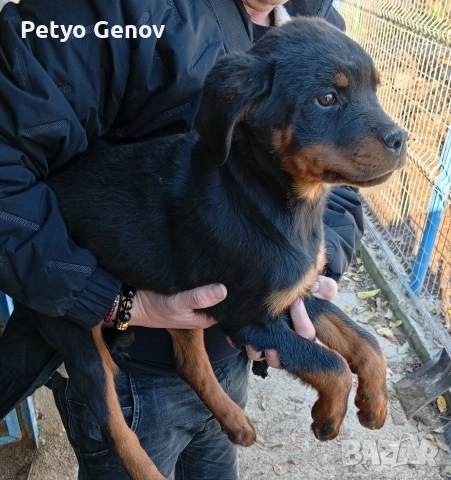 Продавам Ротвайлери, снимка 5 - Ротвайлер - 52565108