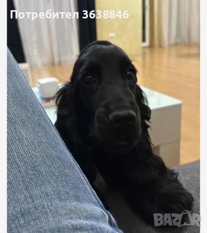 Английски кокер шпаньол, снимка 1