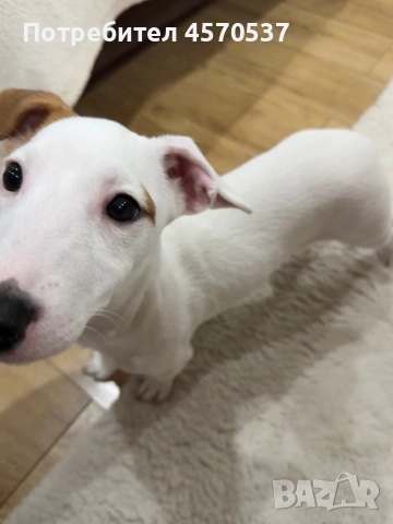 Продавам Джак Ръсел , снимка 2 - Джак ръсел териер - 52923394