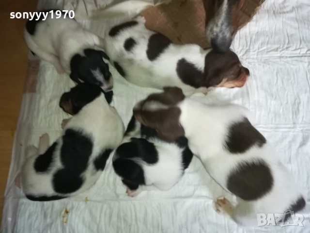 ДЖАК РЪСЕЛ БЕБЕТА-УНИКАЛНИ СЛАДУРИ 250ЛВ ЗА ЕДНО 3008251451, снимка 15 - Джак ръсел териер - 51543246