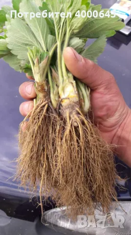 Целогодишен разсад ягоди и малини от производител , снимка 7 - Разсади - 49485311