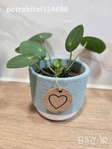 Мини пилеа,парички, снимка 2 - Градински цветя и растения - 52971438