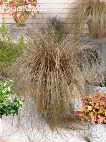 Карекс - Декоративна трева, снимка 12 - Градински цветя и растения - 30071691