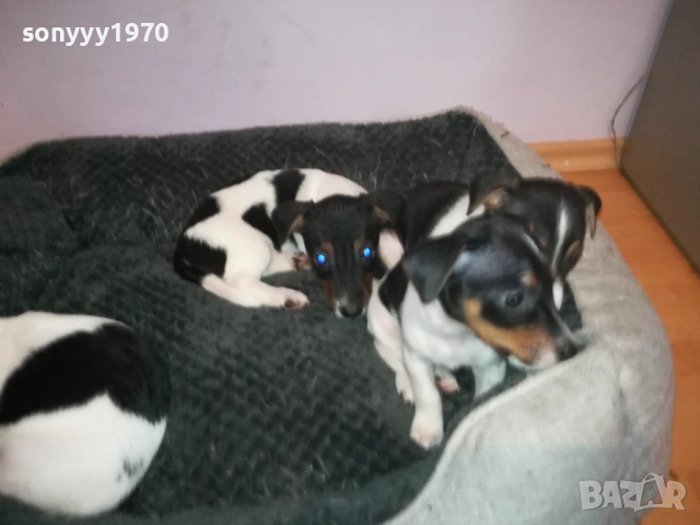 джак ръсел женски кутрета с паспорт и ваксина 1910251308, снимка 9 - Джак ръсел териер - 52105790