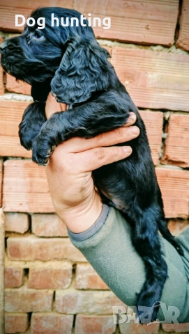 Кокер-спрингер шпаньол момче и момиче шпаньоли , снимка 5 - Шпаньоли - 52552060