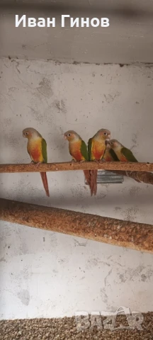 Продавам папагали. , снимка 9 - Папагали - 51294183