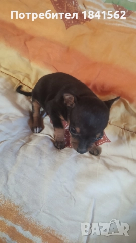 продават се пинчери , снимка 9 - Пинчер - 52960278