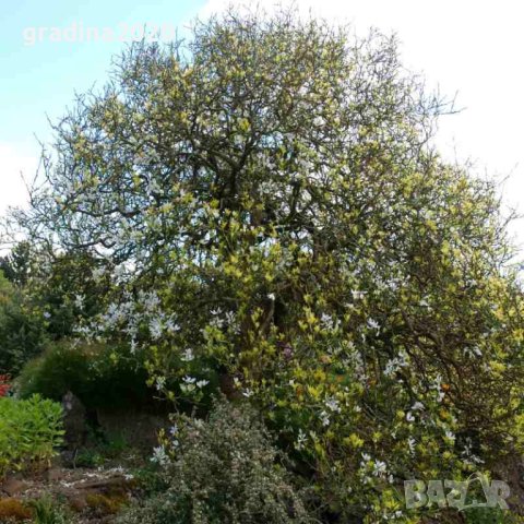 Poncirus trifoliata / Див лимон, снимка 7 - Разсади - 37305233