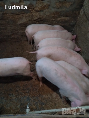 Малки прасета, снимка 3 - Прасета - 52967305