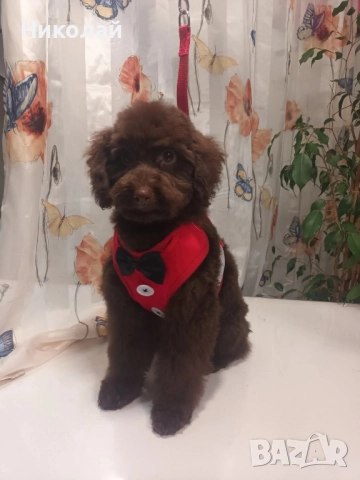 Пудел Той-шоколад 