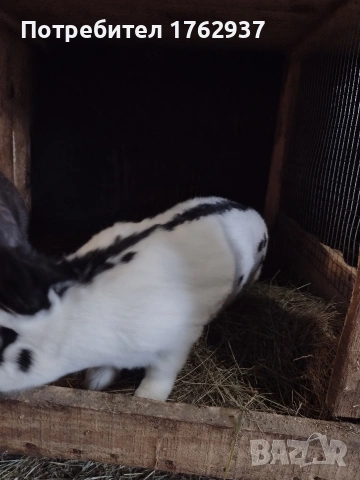 Немски пъстър великан ПЕПЕРУДА, снимка 9 - Други - 30432552