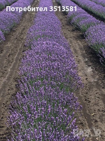 Разсад лавандула, снимка 2 - Разсади - 39900461