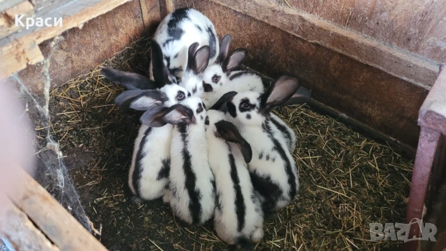 Зайци , снимка 3 - Други животни - 42568244