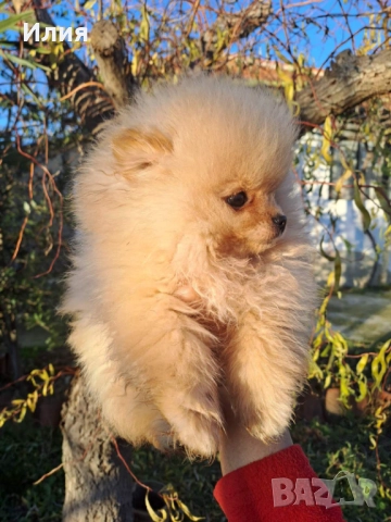 Продавам померан , снимка 4 - Померан - 52913555