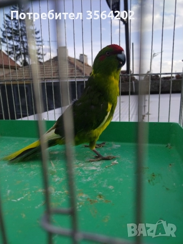 Младо мъжко Какарики, от тази година! , снимка 4 - Папагали - 52505405