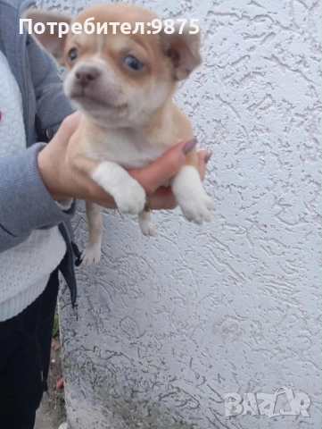 Продавам чихуахуа, снимка 3 - Чихуахуа - 52497665