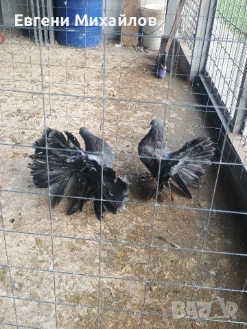 Фенерлии , снимка 7 - Гълъби - 52369128