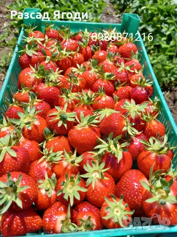 Предлагаме разсад ягоди, снимка 7 - Разсади - 53589069