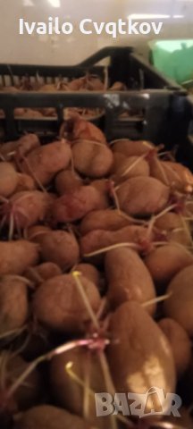 Семена картофи , снимка 2 - Сортови семена и луковици - 43711855