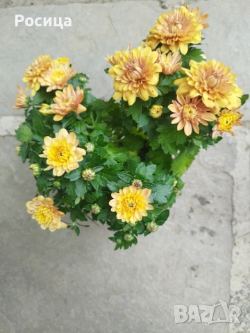 хризонтеми, снимка 1