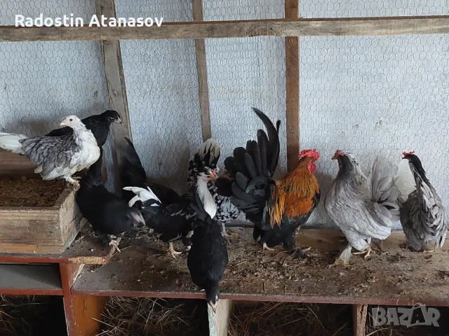 Свободни Млади Петлета от породата ШАБО,люпени са май месец , снимка 2 - Кокошки и пуйки - 48833004