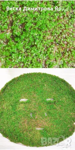 Регенерираща и подхранваща маска за лице с морски водорасли - HZS238, снимка 5 - Козметика за лице - 47698521