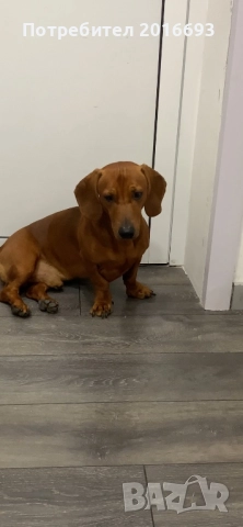 Мъжки дакел Майк си търси женски дакел за разплод., снимка 14 - Дакели - 48446225