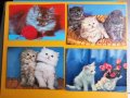 Картички Котки - лот 4, снимка 1 - Колекции - 39807716