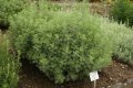 Лечебен пелин, храстовиден пелин (Artemisia abrotanum)
