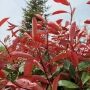 Фотиния Ред Робин, Photinia fr. Red Robin, снимка 4