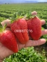 Предлагаме разсад ягоди, снимка 3