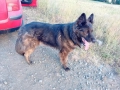 Немски овчарки , снимка 11