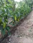 Продавам обработваемо място, снимка 11