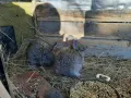 продавам зайци - различни породи и възрасти, снимка 11