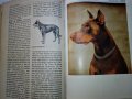 "Енциклопедия на кучето"-Германия, снимка 9