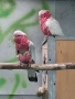 Двойка розаво какаду , снимка 1