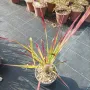 Императа Червен Барон, Imperata 'Red Baron', Декоративна трева, снимка 14