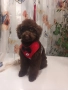 Пудел Той-шоколад , снимка 1