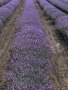 Разсад лавандула, снимка 2
