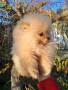Продавам померан , снимка 4