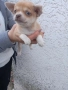 Продавам чихуахуа, снимка 3